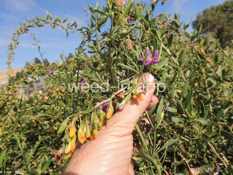 matrimonyvine